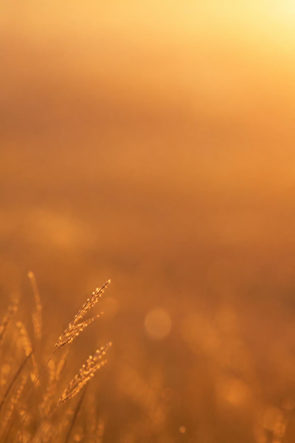 Golden savanna grass glowing in soft hazy sunset light